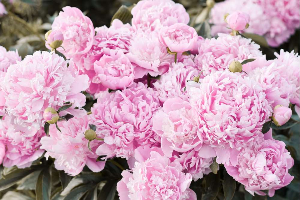 Pæon 'Monsieur Jules Elie'